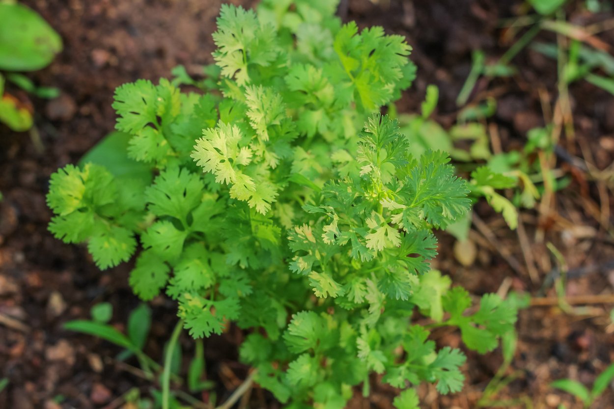 17 Brilliant Uses For Cilantro That Goes Way Beyond Cooking