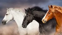 Speedy Horses Can’t Outrun Loss of Diversity