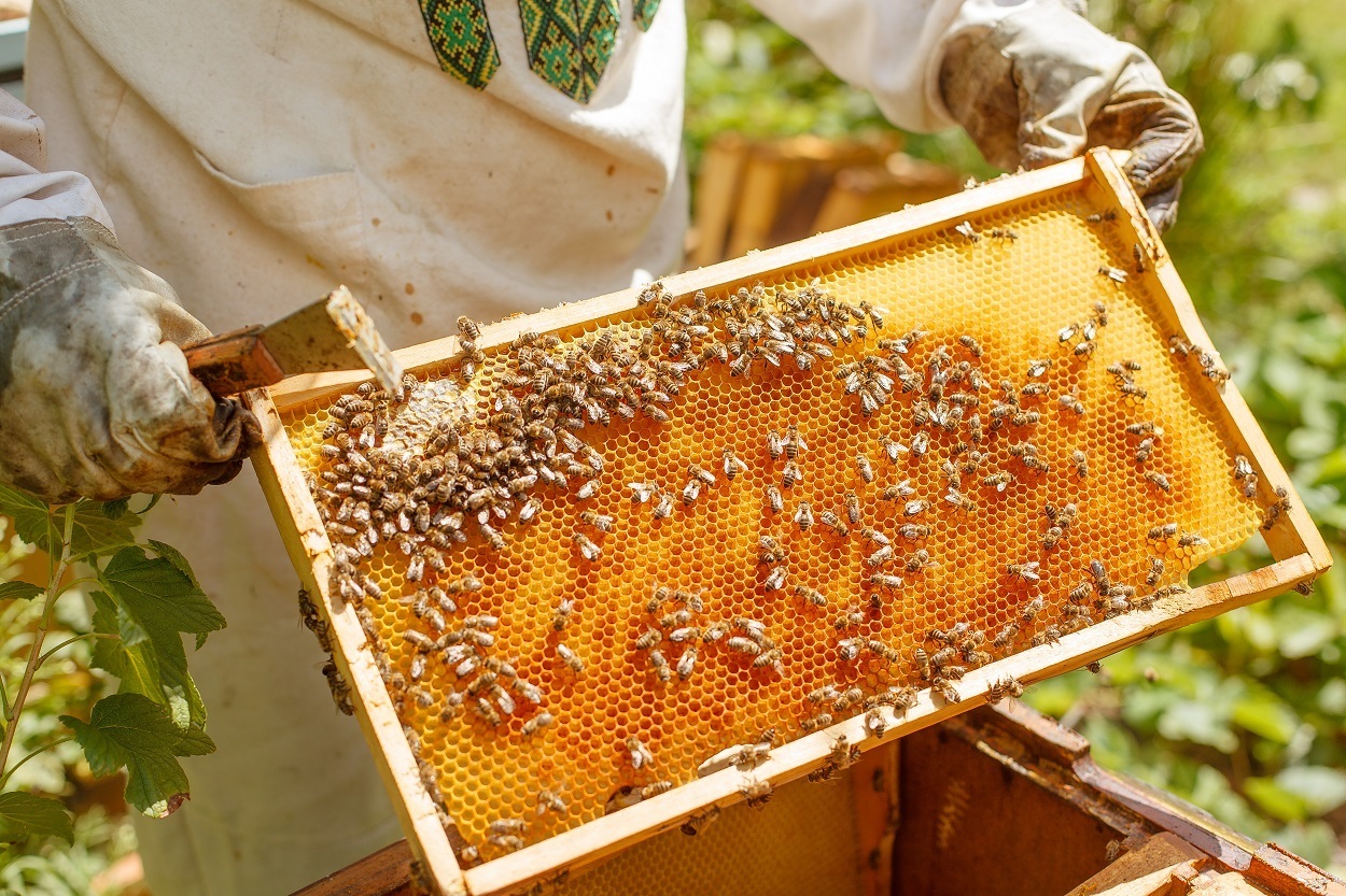 A Beginner’s Guide To Raising Honey Bees & How To Get Started