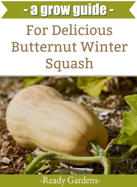 A Growing Guide For Delicious Butternut Winter Squash