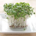 Broccoli sprouts shown to protect you against gastritis and ulcers