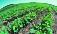 Long-term outlooks: Australian farmers eliminate herbicide-resistant “superweeds” using natural non-herbicidal methods