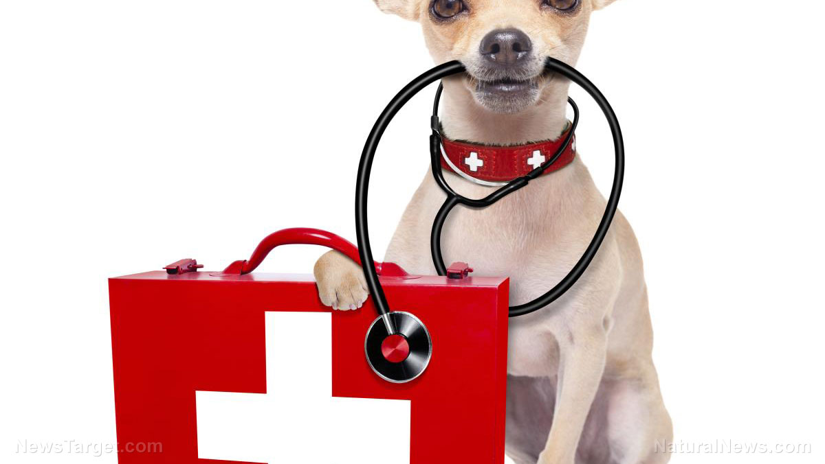 Do you have a first aid kit for your pets?