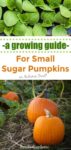 A Growing Guide For Small Sugar Pumpkins