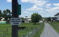 Pennsylvania Amish Farmer Takes on USDA to Preserve Traditional Ways and Private Food Club