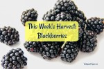 Blackberries Are In Season: How to Freeze Them, Make Jam, or Bake a Cobbler