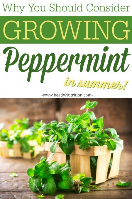 Why You Should Consider Growing Peppermint This Summer