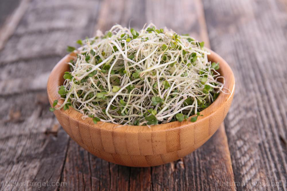 Sprouting 101: What it is, and how it’s great for brain health