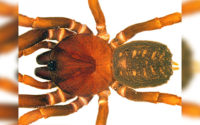 Here come the stormtrooper spiders! New spider species all look the same, like clones from Star Wars