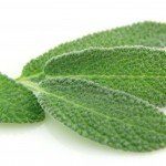 Improve cognitive function with the benefits of sage