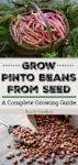 Grow Pinto Beans From Seed: A Complete Growing Guide