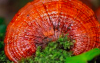 Reishi Mushrooms Fight Inflammation and Cancer