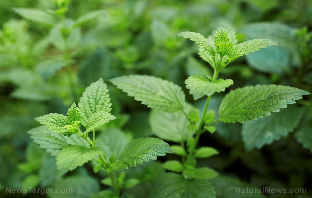 Lemon balm is excellent survival medicine: Review of its medicinal properties and how to use it