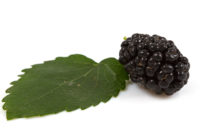 Mulberry leaves can be used to keep diabetes symptoms at bay