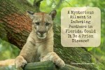 A Mysterious Ailment is Infecting Panthers in Florida. Could It Be a Prion Disease?