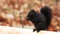 Squirrels Produce Squirrels (Just Some Have Black Fur)