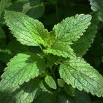 Eliminate sleep issues with the benefits of lemon balm