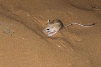 Kung fu fighting in the animal world: Meet the kangaroo rat, which seemingly uses “kung fu” to outsmart rattlesnakes