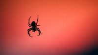 Angry Spiders? Blame, You Guessed it, Climate Change