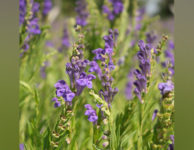 Chinese skullcap herb found to kill ovarian cancer cells