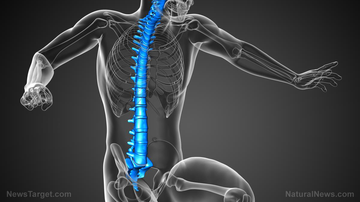 Researchers discover that the spinal cord works with the brain to control complex motor functions