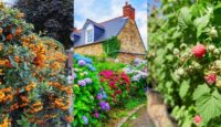 40 Fast Growing Shrubs and Bushes For Creating Privacy