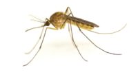 GMO Mosquito Trials Scheduled for Florida and Texas
