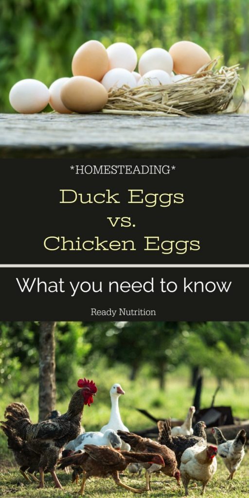 What You Need to Know About Duck Eggs Vs. Chicken Eggs