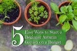 5 Easy Ways to Start a Beginner Autumn Garden on a Budget