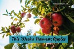 This Week’s Harvest: Apples