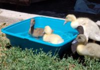 Like Ducks to Water: How to Improvise Your Ducks’ Watering and Make a DIY Pool