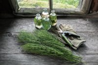 Herbs and bone health: Is horsetail an effective natural remedy for osteoporosis?