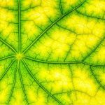 The hidden secrets of chlorophyll juice