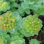 Rhodiola helps to fight fatigue, reduce stress and improve your mood