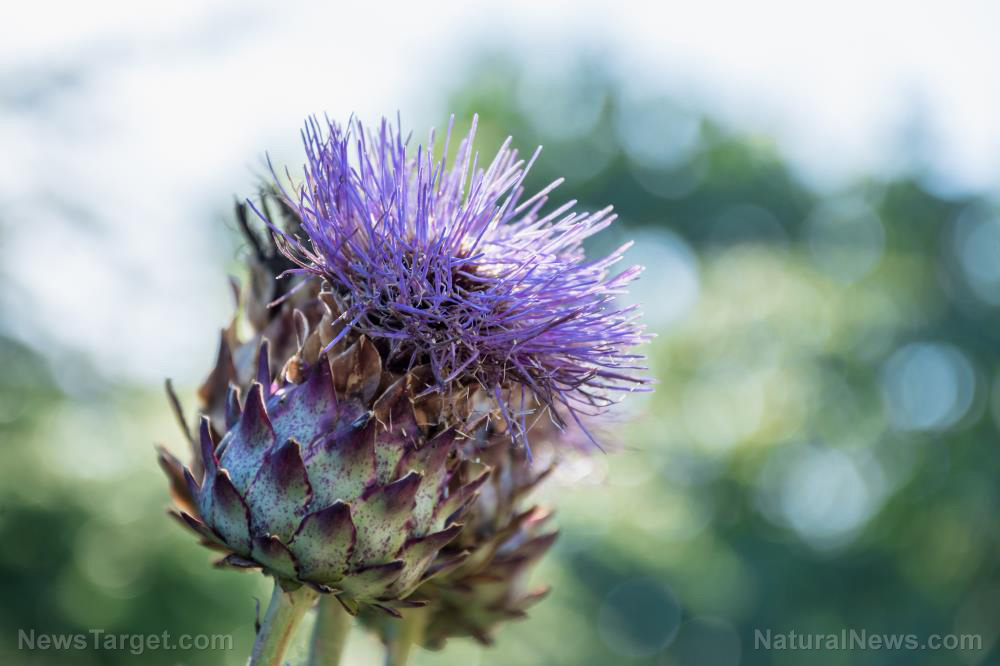Prickly but valuable: How to use thistles as food, herbal medicine and cordage when SHTF