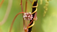 Parasitic Plants