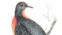 Passenger Pigeon Extinct: Remembrance Day for Lost Species