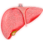 Fatty liver can cause kidney failure without warning signs