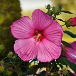 The anti-breast cancer benefits of hibiscus extract