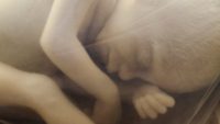 Explore the Development of a Baby in the Womb in Dr. David Menton’s New DVD