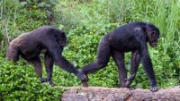 Do Chimps in a “Conga Line” Hint at the Evolution of Dance?