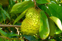 Tropical “Soursop” plant found to kill cancer cells, reduce inflammation and fight infections