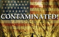 How Glyphosate Herbicide Has Destroyed America’s Wheat