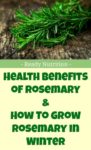 Health Benefits of Rosemary & How To Grow Rosemary in Winter