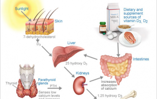 Top Advances in the Understanding of Vitamin D on Human Health in 2019