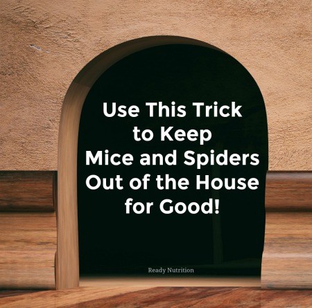 Use This Trick to Keep Mice and Spiders Out of the House for Good!