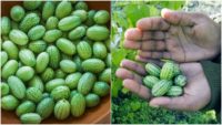 How To Grow Cucamelons – The Most Exciting Fruit You Can Grow This Year