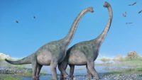 Did Sauropods Walk on Two Legs?