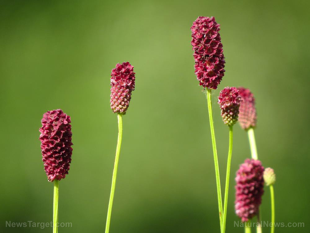 Scientists look at anti-cancer ability of compound in great burnet herb used in Chinese Medicine