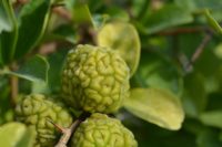 Animal study reveals that Chinese mulberry demonstrates protective effects against liver injuries caused by oxidative stress